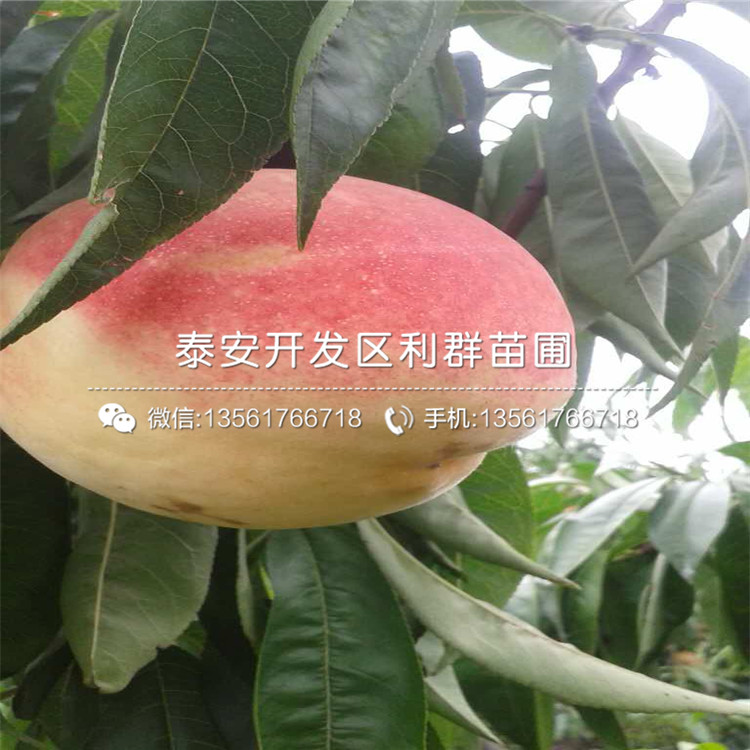 中華黑桃王樹苗、中華黑桃王樹苗基地