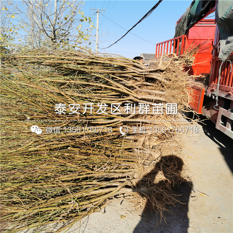2公分黑桃皇后樹苗、2公分黑桃皇后樹苗價(jià)格及報(bào)價(jià)