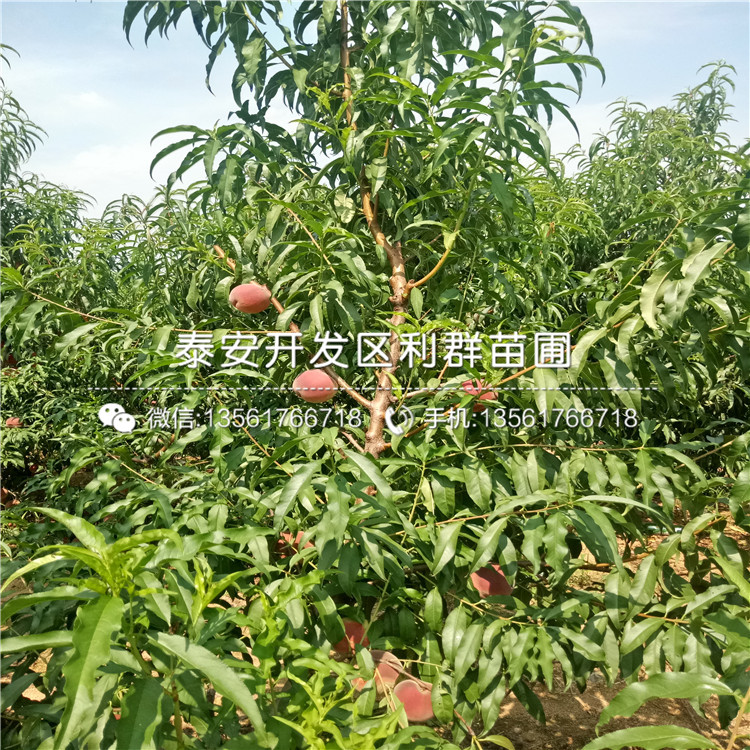 出售中華黑桃王樹苗、中華黑桃王樹苗價(jià)格