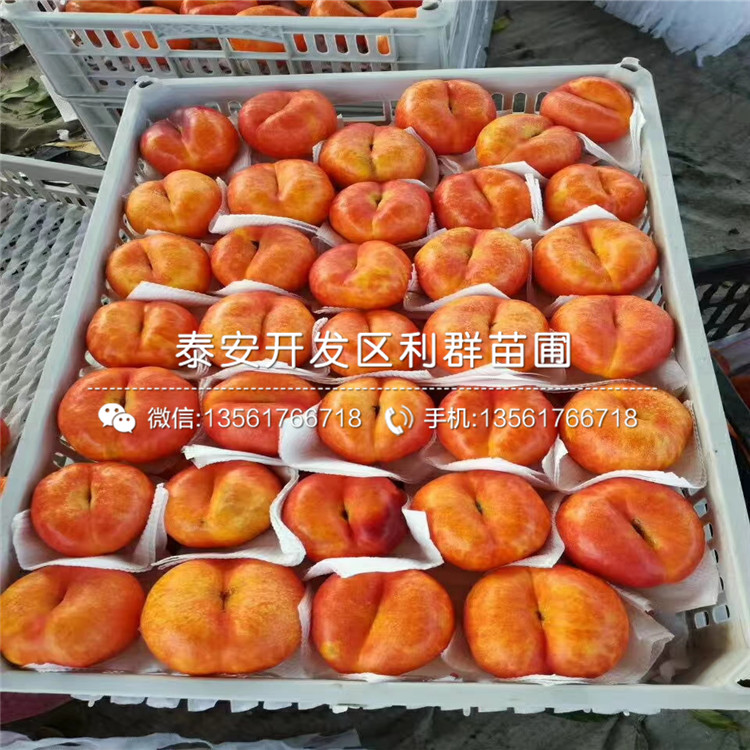 3公分桃樹實生苗、3公分桃樹實生苗價格及報價