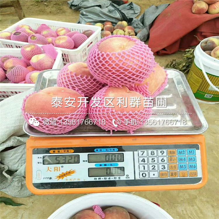 中華黑桃王樹苗、中華黑桃王樹苗報價