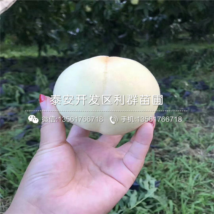 2公分黑桃皇后樹苗、2公分黑桃皇后樹苗價(jià)格及報(bào)價(jià)