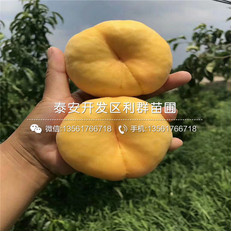桃樹(shù)嫁接苗新品種、桃樹(shù)嫁接苗多少錢(qián)一棵