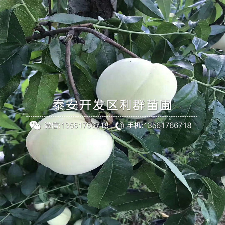黑桃皇后樹苗、黑桃皇后樹苗價格及基地