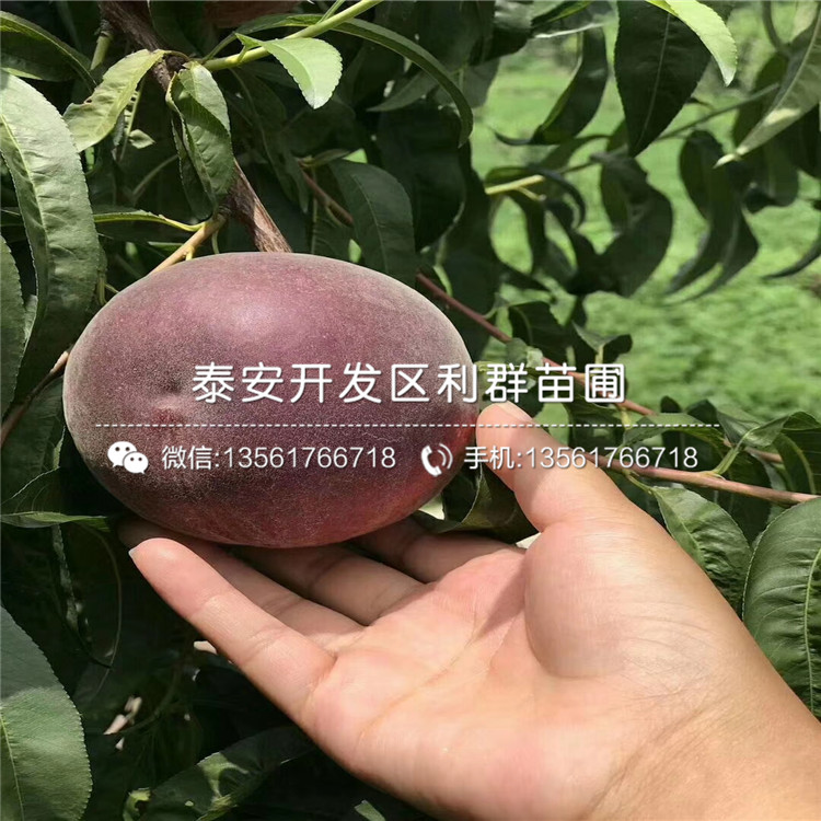 桃樹實生苗、桃樹實生苗報價
