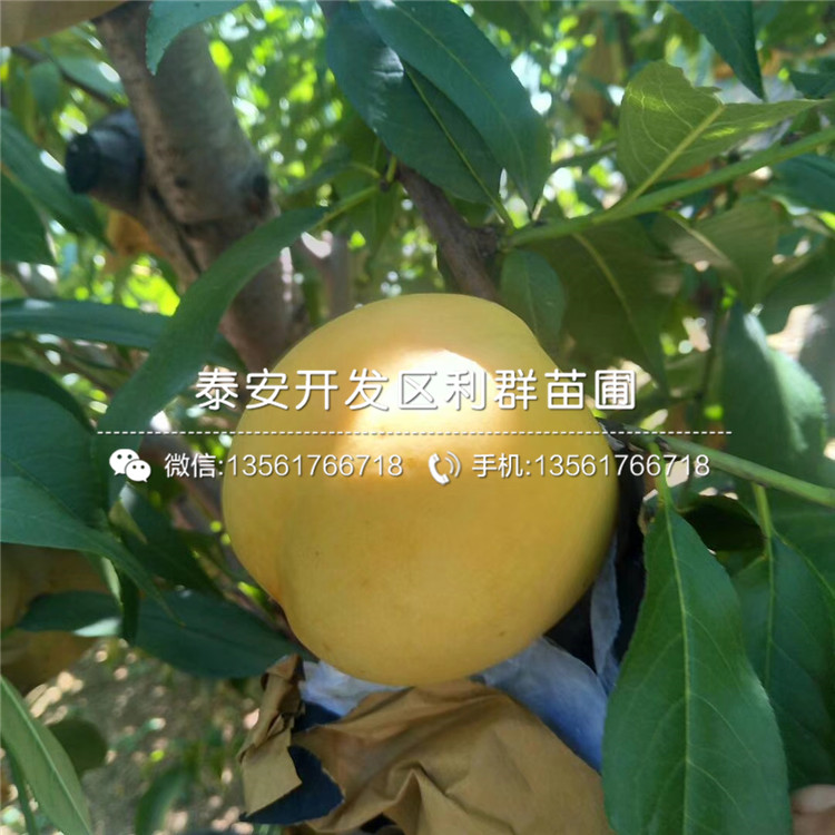 出售中華黑桃王樹苗、中華黑桃王樹苗基地