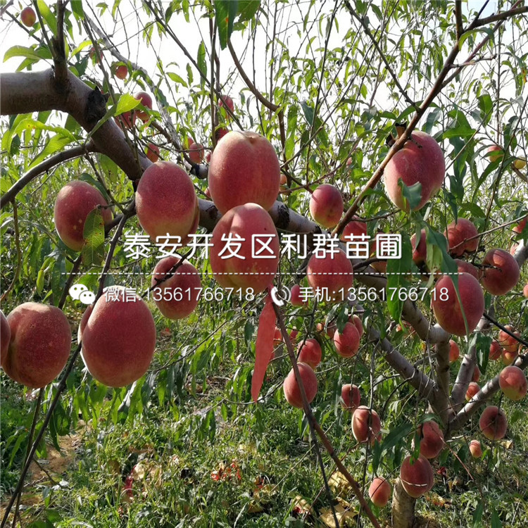中華黑桃王樹苗、中華黑桃王樹苗報價