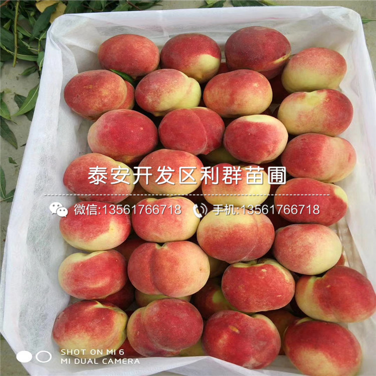 批發(fā)黑桃皇后樹(shù)苗、黑桃皇后樹(shù)苗價(jià)格