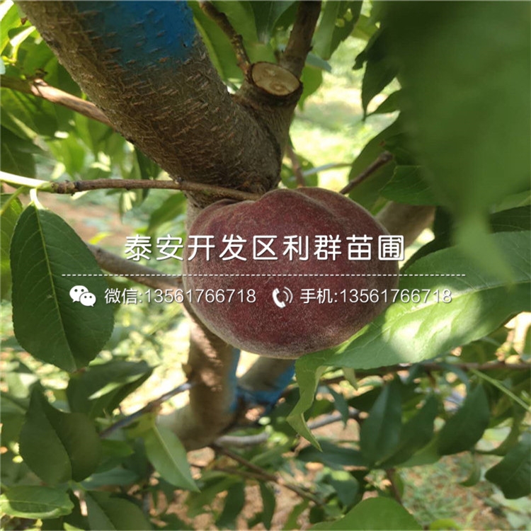 中華黑桃王樹苗、中華黑桃王樹苗報價