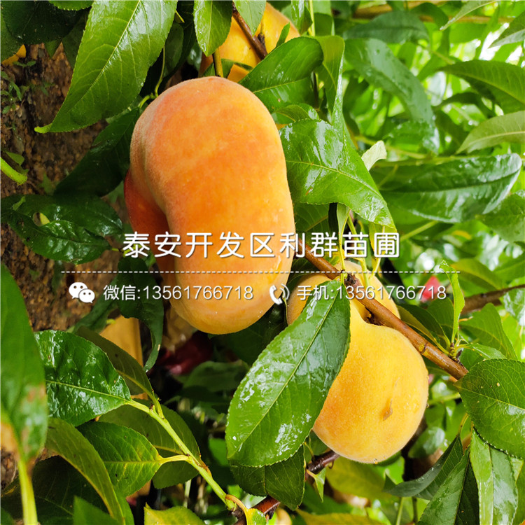 中華黑桃王樹苗價格、中華黑桃王樹苗價格及報價
