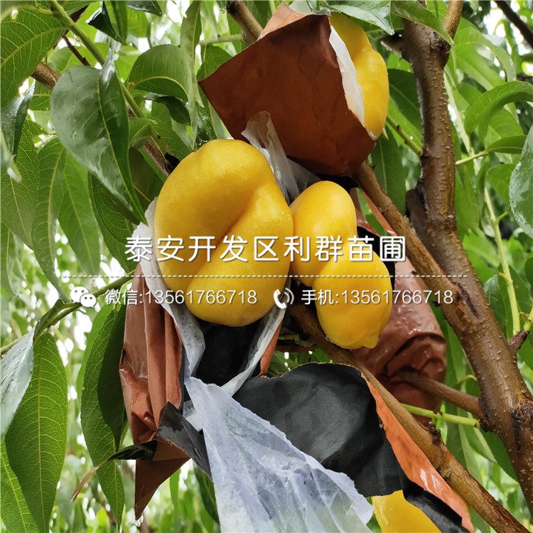 2公分黑桃皇后樹苗、2公分黑桃皇后樹苗價(jià)格及報(bào)價(jià)
