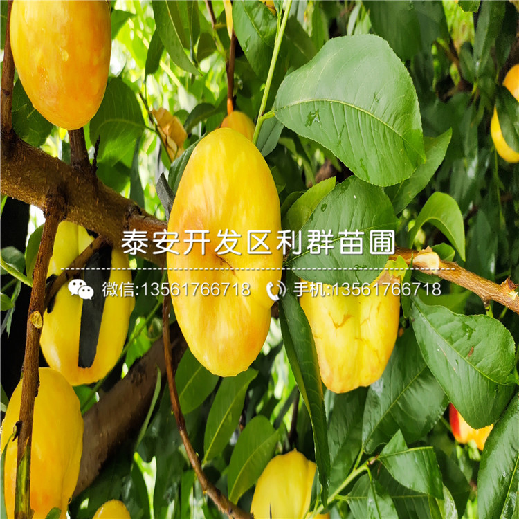 中華黑桃王樹苗、中華黑桃王樹苗報價