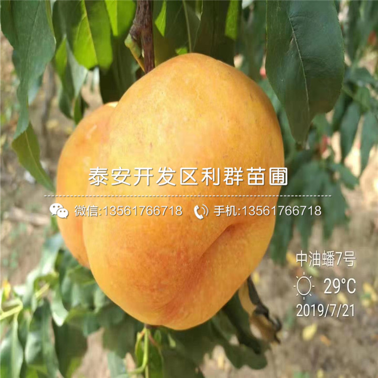 山東桃樹嫁接苗、山東桃樹嫁接苗價格及報價