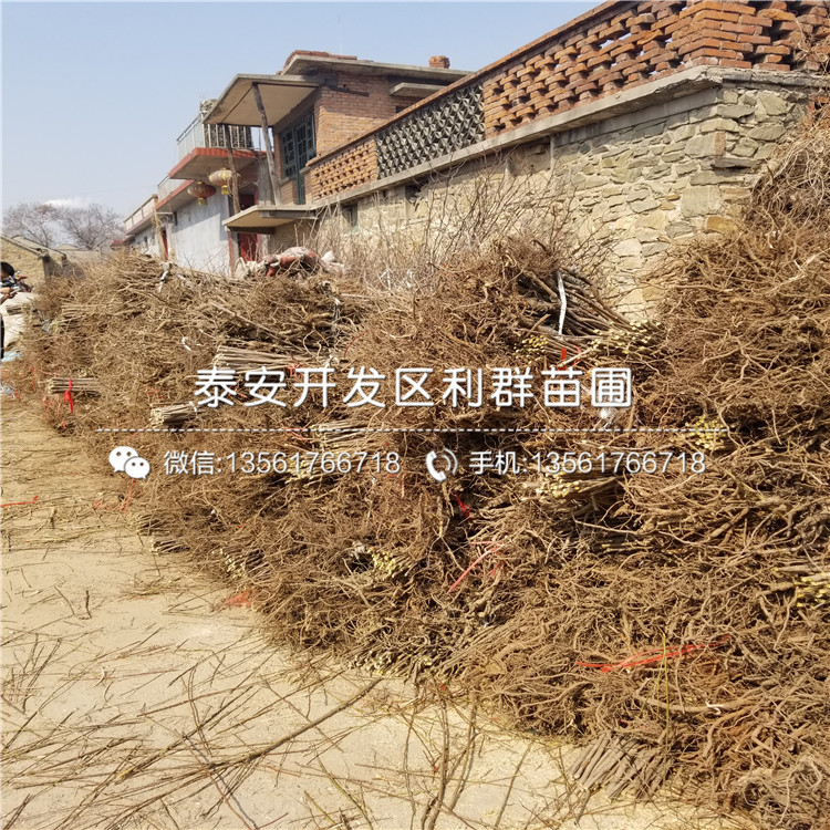 吉塞拉12號(hào)出售、吉塞拉12號(hào)價(jià)格及基地