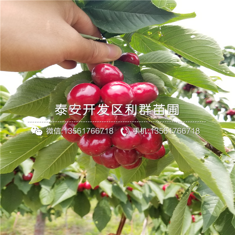 出售吉塞拉6號、出售吉塞拉6號基地