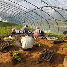 出售红南阳樱桃树苗、出售红南阳樱桃树苗价格及基地图片