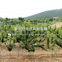 美早大樱桃树苗、美早大樱桃树苗批发基地图片