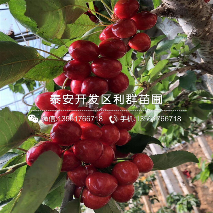 吉塞拉6號(hào)基地及報(bào)價(jià)