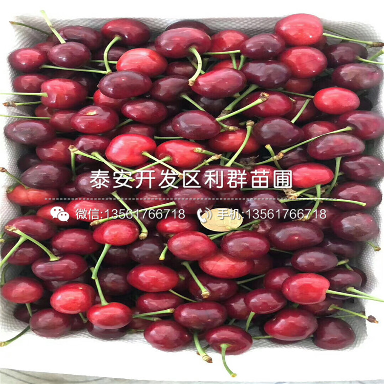 批發(fā)吉塞拉6號、批發(fā)吉塞拉6號價格及基地