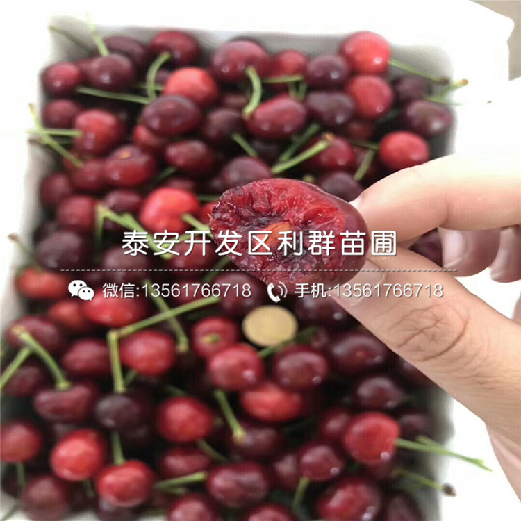 批發(fā)吉塞拉6號、批發(fā)吉塞拉6號價格及基地