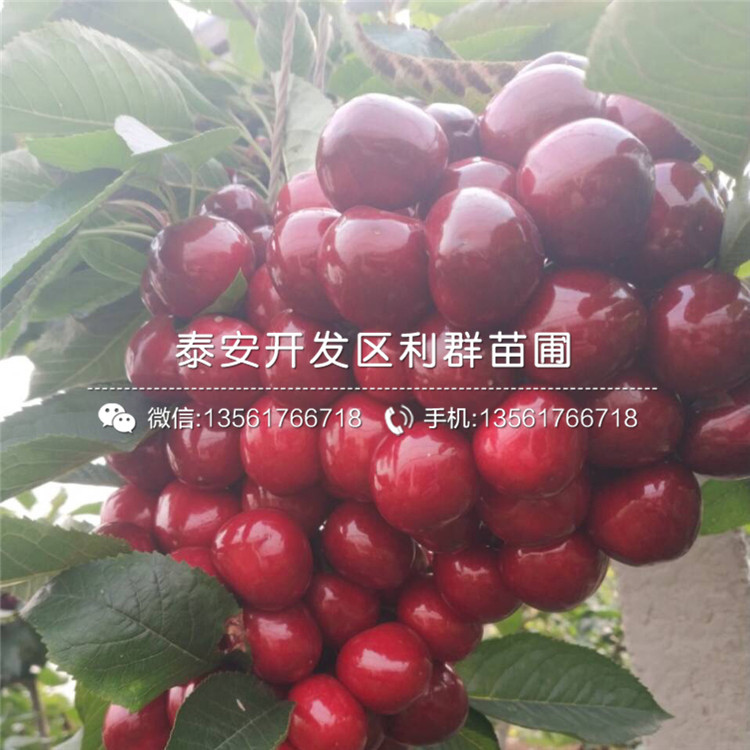 批發(fā)吉塞拉6號、批發(fā)吉塞拉6號價格及基地