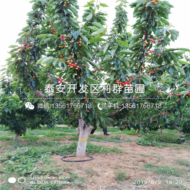 新品種吉塞拉6號(hào)價(jià)格、新品種吉塞拉6號(hào)基地
