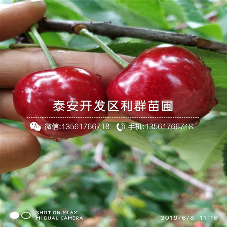 吉塞拉6號品種介紹、吉塞拉6號價格及報價