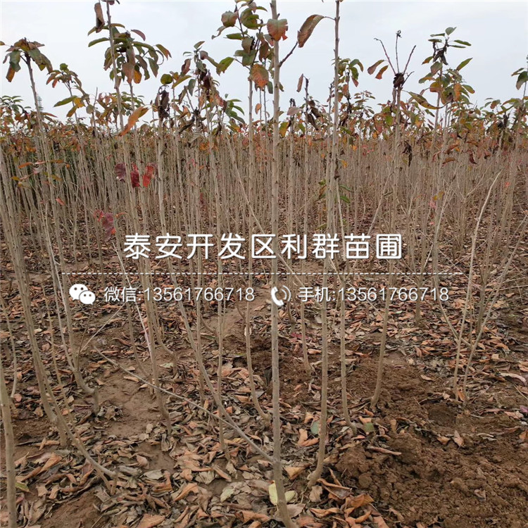 車?yán)遄訕?shù)苗報(bào)價(jià)、車?yán)遄訕?shù)苗價(jià)格