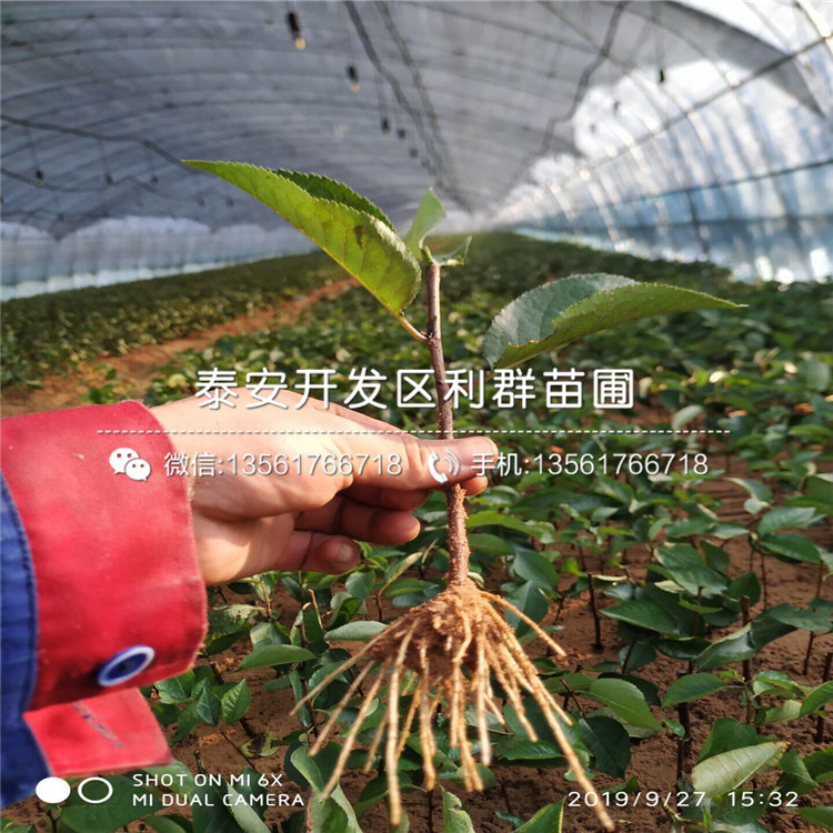 吉塞拉12號、吉塞拉12號報價及價格