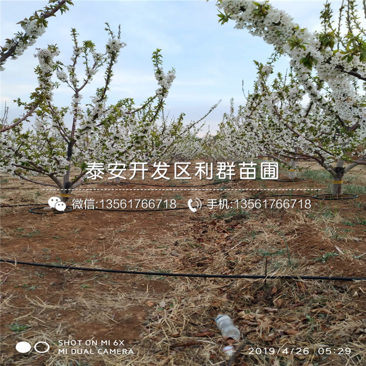 吉塞拉12號(hào)、吉塞拉12號(hào)出售價(jià)格