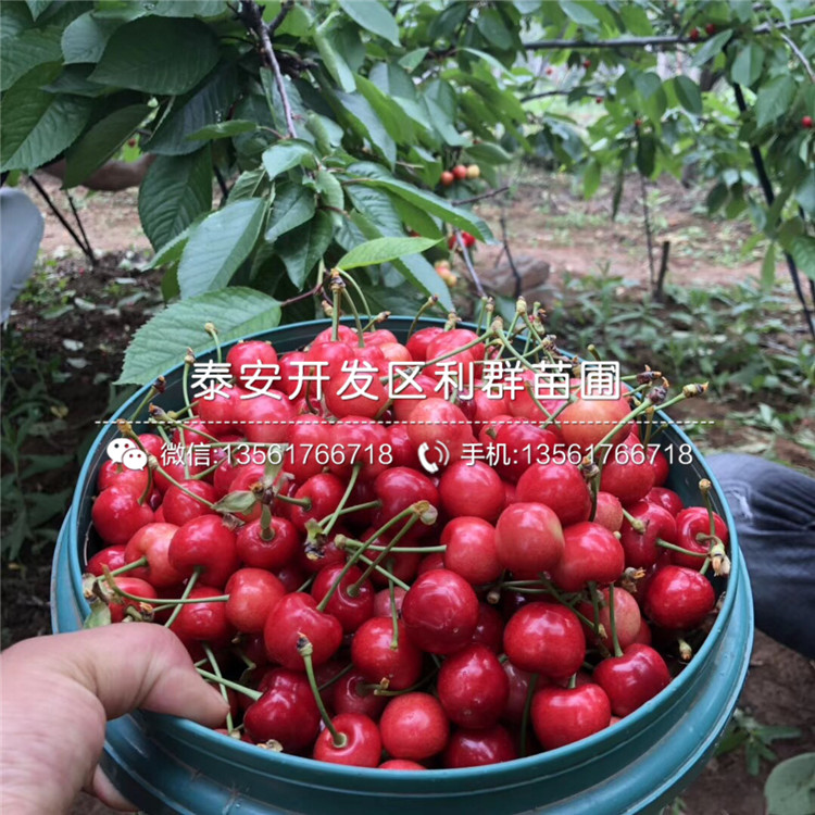 出售吉塞拉12號、吉塞拉12號基地