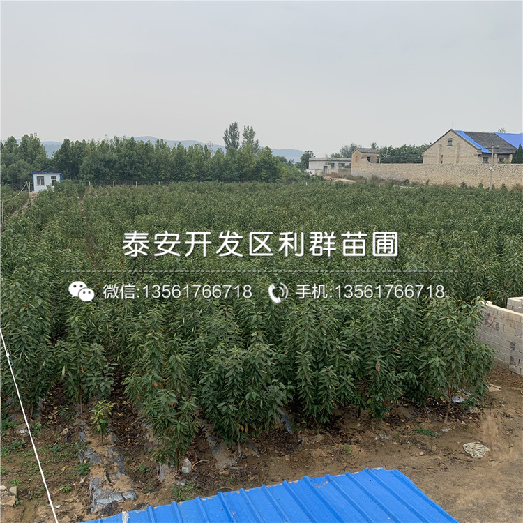 吉塞拉12號(hào)基地、吉塞拉12號(hào)價(jià)格及報(bào)價(jià)
