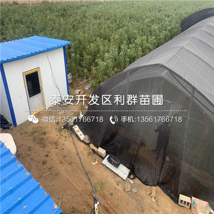 吉塞拉6號批發(fā)、吉塞拉6號價格