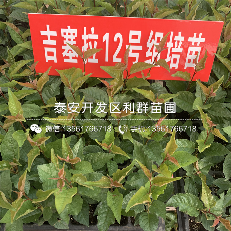 吉塞拉12號、吉塞拉12號報價及價格