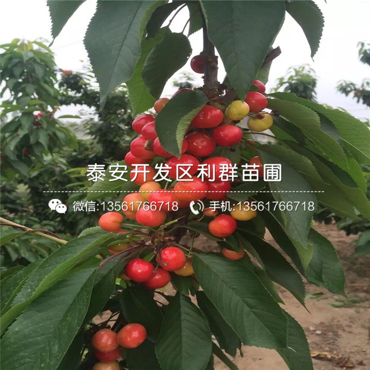 車厘子苗基地