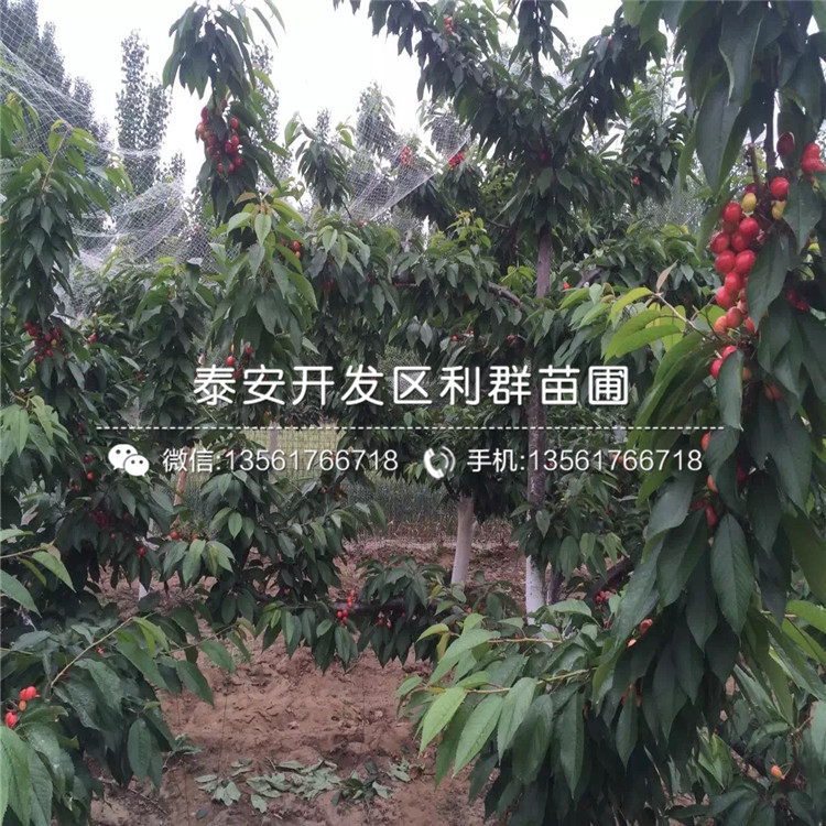 批發(fā)吉塞拉6號、批發(fā)吉塞拉6號價格及基地