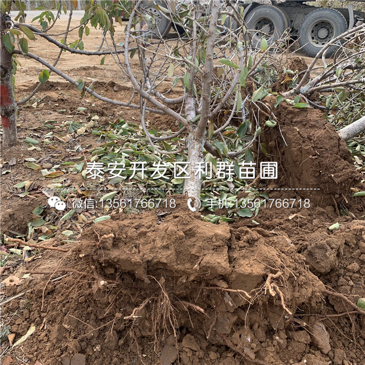 吉塞拉12號、吉塞拉12號報價及價格