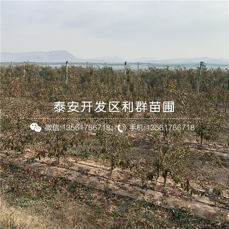 車?yán)遄訕涿?、車?yán)遄訕涿鐖?bào)價(jià)