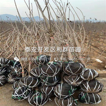 山東車?yán)遄訕涿?、車?yán)遄訕涿缁?>
                        </div>
                        <div   class=