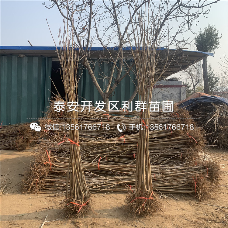 車厘子苗基地