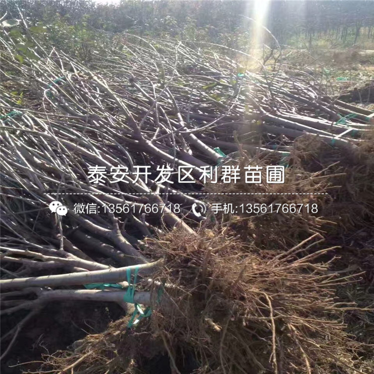 車厘子苗基地