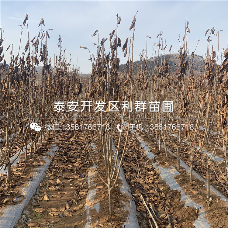 新品種吉塞拉6號(hào)價(jià)格、新品種吉塞拉6號(hào)基地