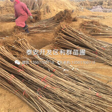 美国1号樱桃苗、美国1号樱桃苗价格及基地图片