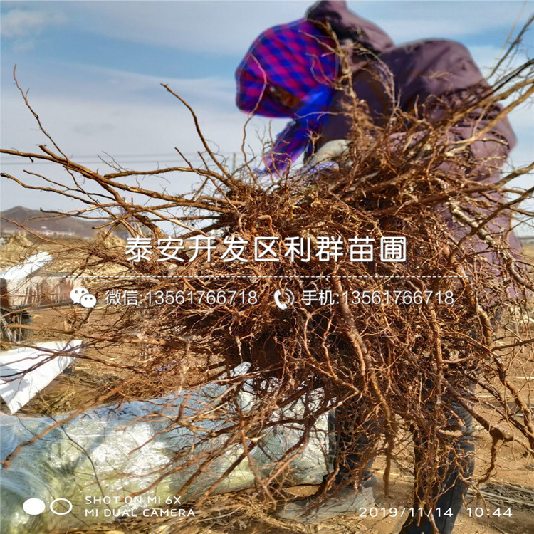 吉塞拉12號(hào)出售、吉塞拉12號(hào)價(jià)格及基地