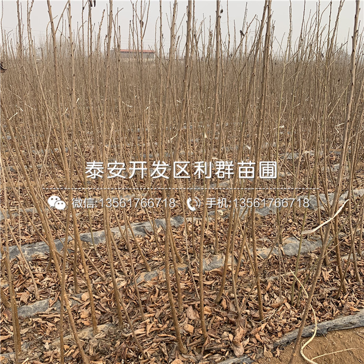 出售車厘子苗、出售車厘子苗價格
