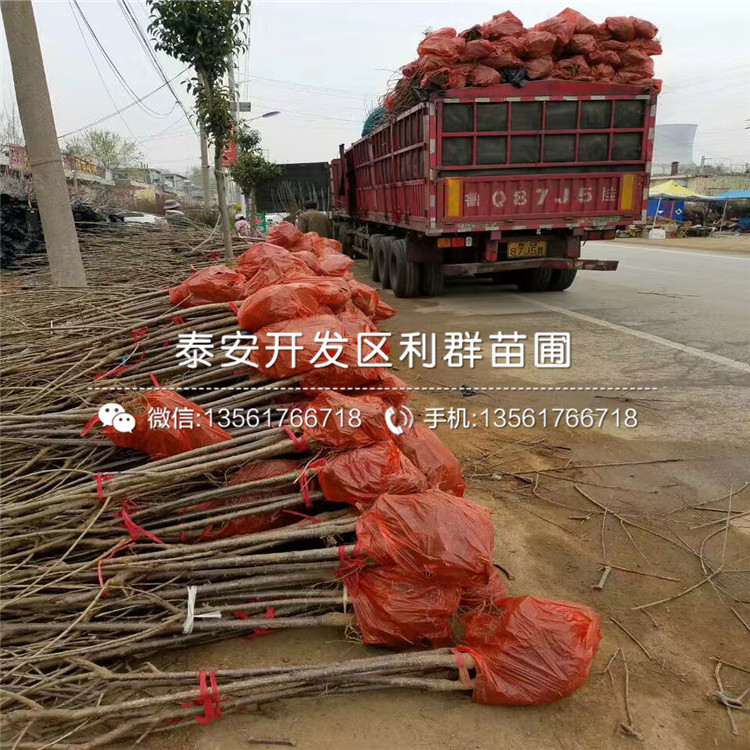 吉塞拉12號(hào)基地、吉塞拉12號(hào)價(jià)格及報(bào)價(jià)