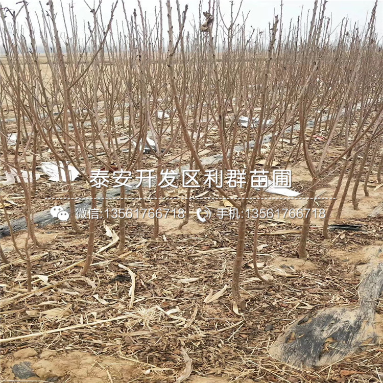 吉塞拉12號(hào)基地、吉塞拉12號(hào)價(jià)格及報(bào)價(jià)