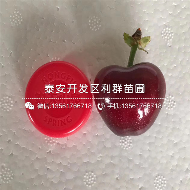 出售吉塞拉6號、出售吉塞拉6號基地