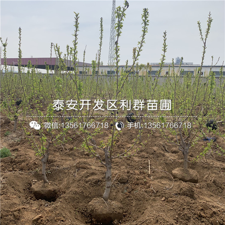 出售吉塞拉12號、吉塞拉12號基地