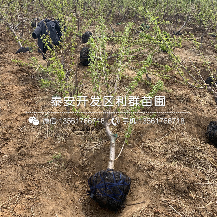 吉塞拉6號(hào)基地及報(bào)價(jià)